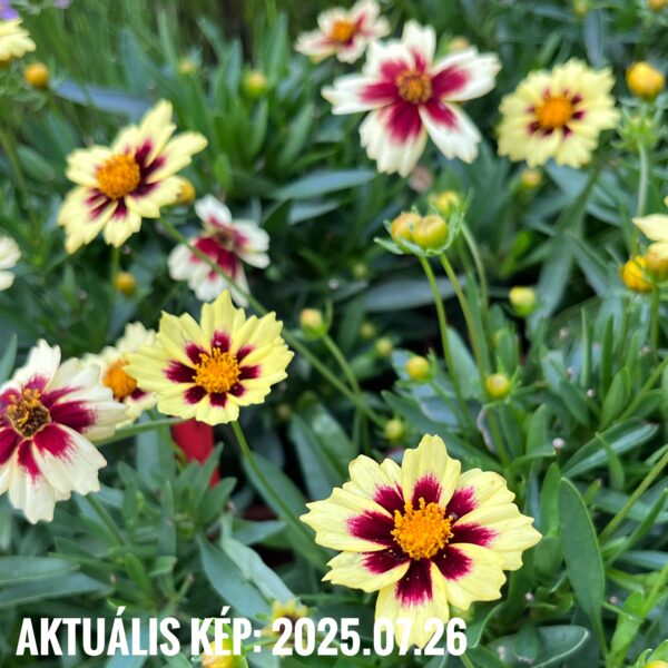 Menyecskeszem - Coreopsis 'Solar Fancy' - Image 2