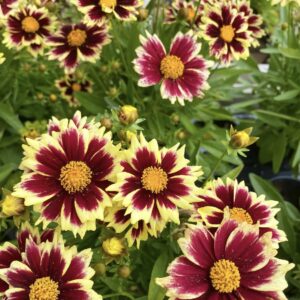 Menyecskeszem - Coreopsis 'Solar Fancy'