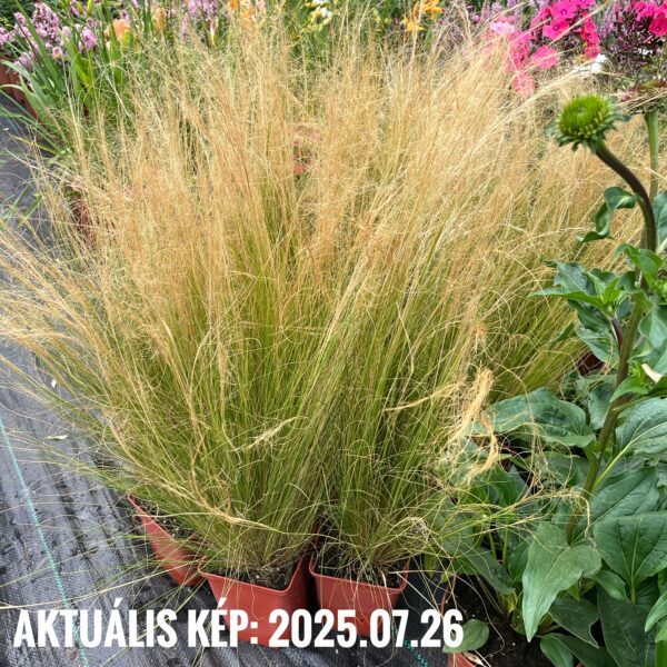 Mexikói árvalányhaj - Nassella tenuissima 'Pony Tails' - Image 4
