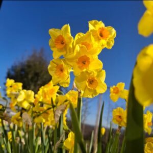 Nárcisz ‘Golden Dawn’ / 6db