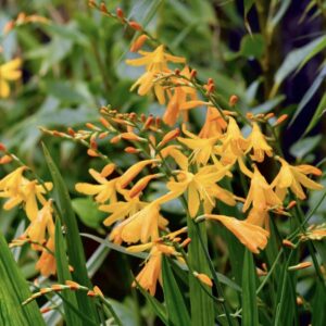Sáfrányfű - Crocosmia 'George Davidson'