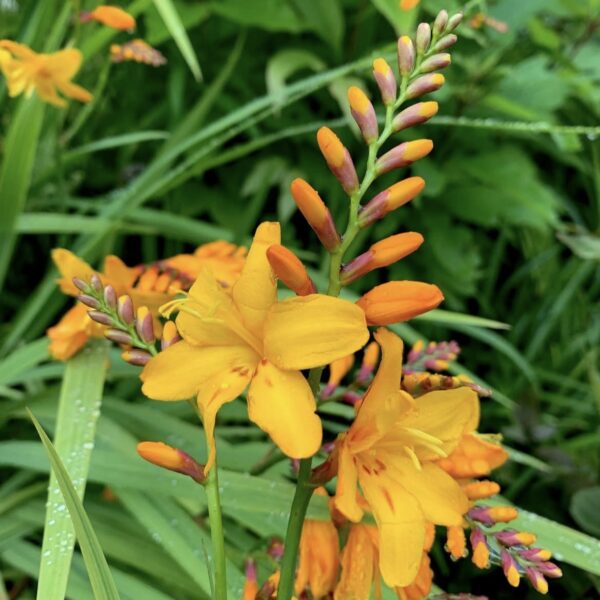 Sáfrányfű - Crocosmia 'George Davidson' - Image 2