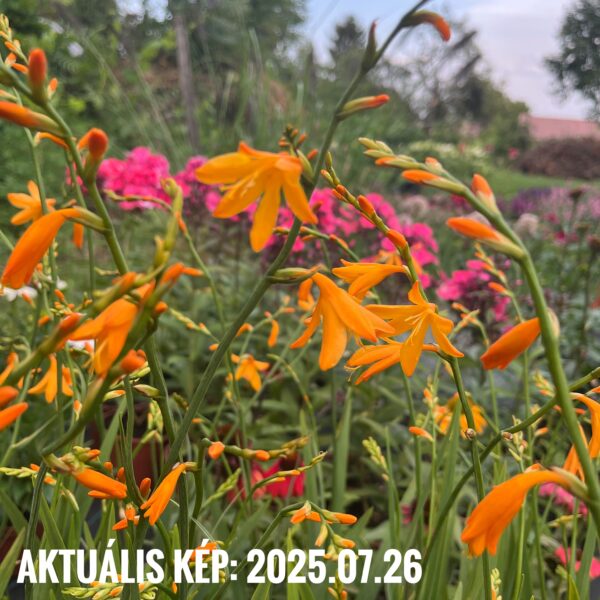 Sáfrányfű - Crocosmia 'George Davidson' - Image 3