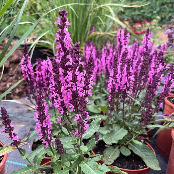 Ligeti zsálya - Salvia nemorosa 'Midnight Rose' - Image 2