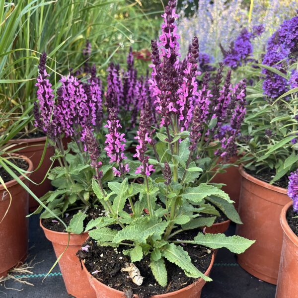Ligeti zsálya - Salvia nemorosa 'Midnight Rose' - Image 3