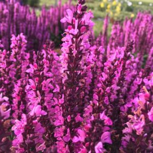 Ligeti zsálya - Salvia nemorosa 'Midnight Rose'