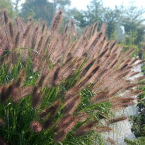 Tollborzfű - Cenchrus (syn. Pennisetum) alopecuroides 'Ginger Love'