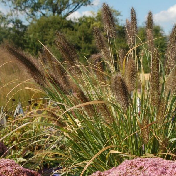 Tollborzfű - Cenchrus (syn. Pennisetum) alopecuroides 'Ginger Love' - Image 2