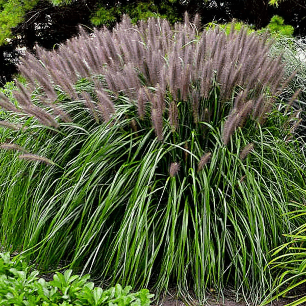 Tollborzfű – Cenchrus (syn. Pennisetum) alopecuroides ‘Red Head’ - Image 2