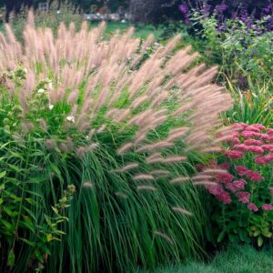 Tollborzfű – Cenchrus (syn. Pennisetum) alopecuroides ‘Red Head’