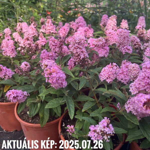 Törpe nyári orgona 'Butterfly Little Pink' - Buddleja davidii - Image 3