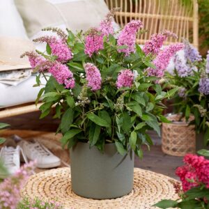 Törpe nyári orgona 'Butterfly Little Pink' - Buddleja davidii