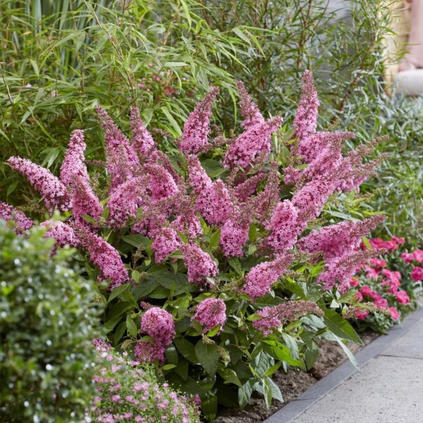 Törpe nyári orgona 'Butterfly Little Pink' - Buddleja davidii - Image 2