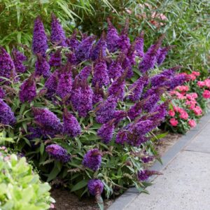 Törpe nyári orgona ‘Butterfly Little Purple’ – Buddleja davidii
