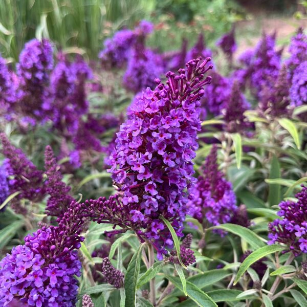 Törpe nyári orgona ‘Butterfly Little Purple’ – Buddleja davidii - Image 2