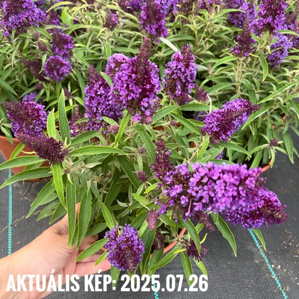 Törpe nyári orgona ‘Butterfly Little Purple’ – Buddleja davidii - Image 3