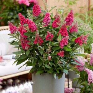Törpe nyári orgona ‘Butterfly Little Ruby’ – Buddleja davidii