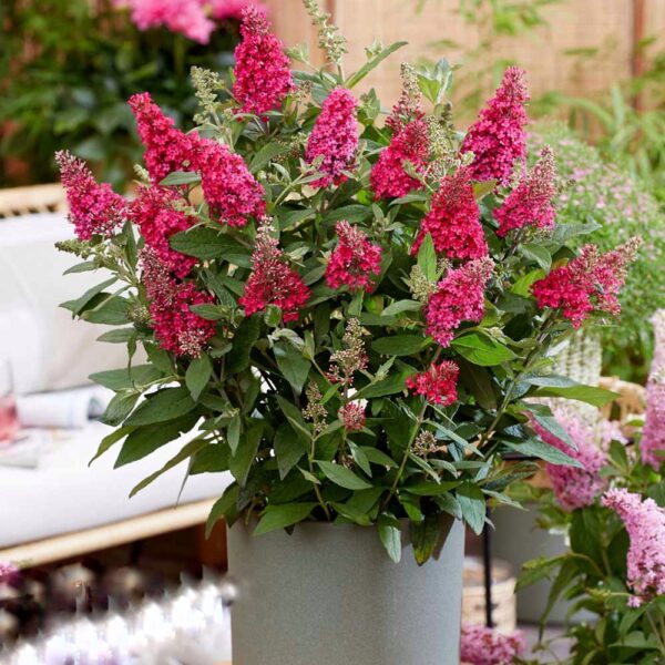 Törpe nyári orgona ‘Butterfly Little Ruby’ – Buddleja davidii