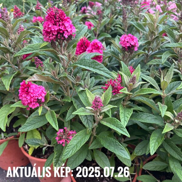 Törpe nyári orgona ‘Butterfly Little Ruby’ – Buddleja davidii - Image 3
