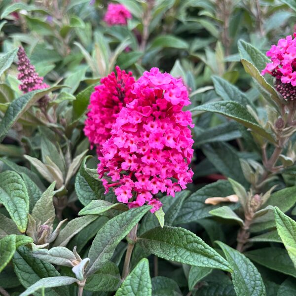Törpe nyári orgona ‘Butterfly Little Ruby’ – Buddleja davidii - Image 2