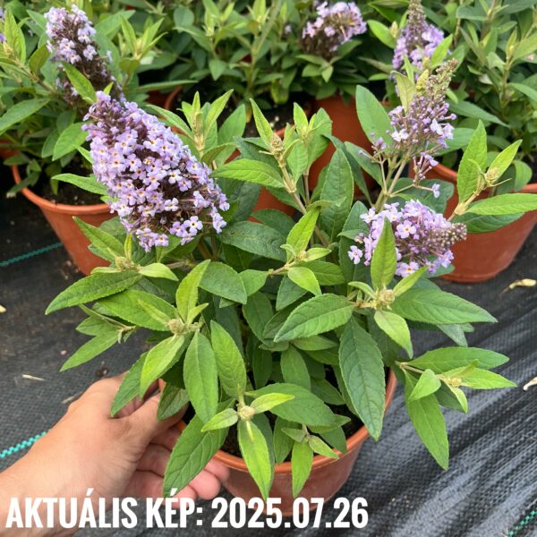 Törpe nyári orgona ‘Butterfly Little Sweetheart’ – Buddleja davidii - Image 3