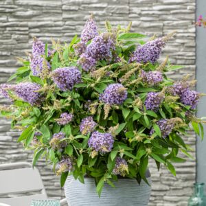 Törpe nyári orgona ‘Butterfly Little Sweetheart’ – Buddleja davidii