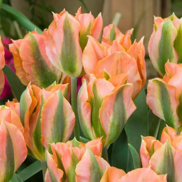 Tulipán ‘Artist’ / 6db - Image 2