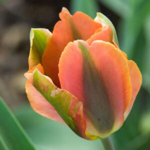 Tulipán ‘Artist’ / 6db