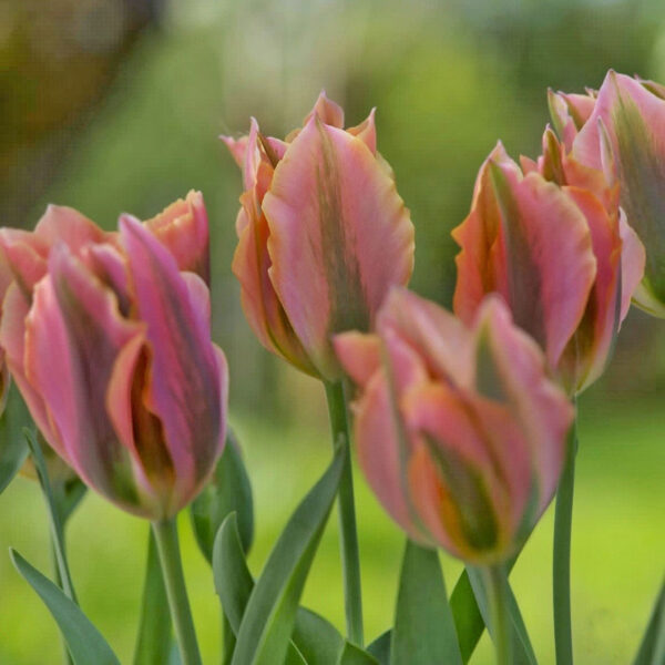 Tulipán ‘Artist’ / 6db - Image 3