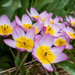 Tulipán ‘Bakeri Lilac Wonder’ / 10db