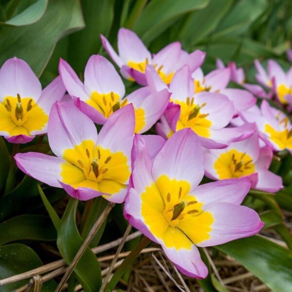 Tulipán ‘Bakeri Lilac Wonder’ / 10db