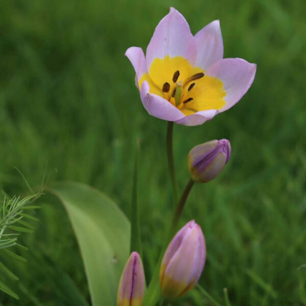 Tulipán ‘Bakeri Lilac Wonder’ / 10db - Image 4