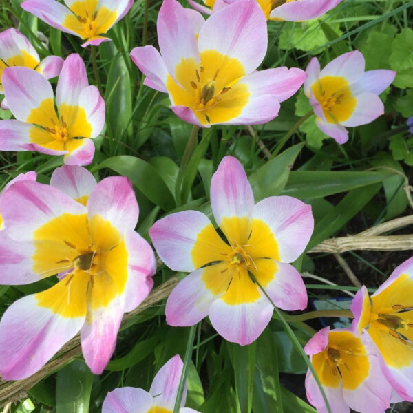 Tulipán ‘Bakeri Lilac Wonder’ / 10db - Image 2