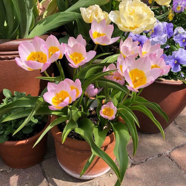 Tulipán ‘Bakeri Lilac Wonder’ / 10db - Image 3