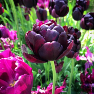 Tulipán ‘Black Hero’ / 6db