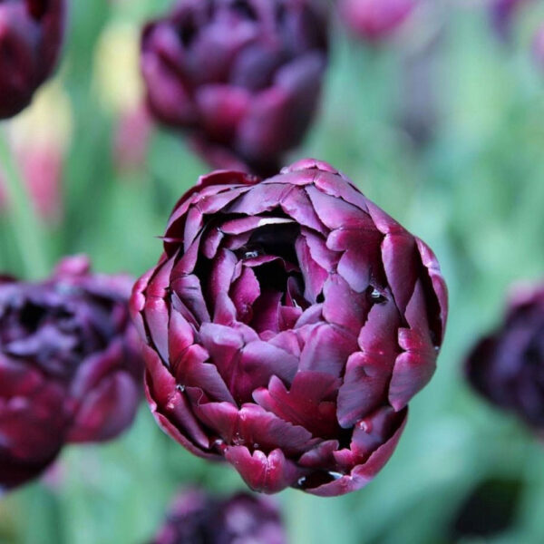 Tulipán ‘Black Hero’ / 6db - Image 2