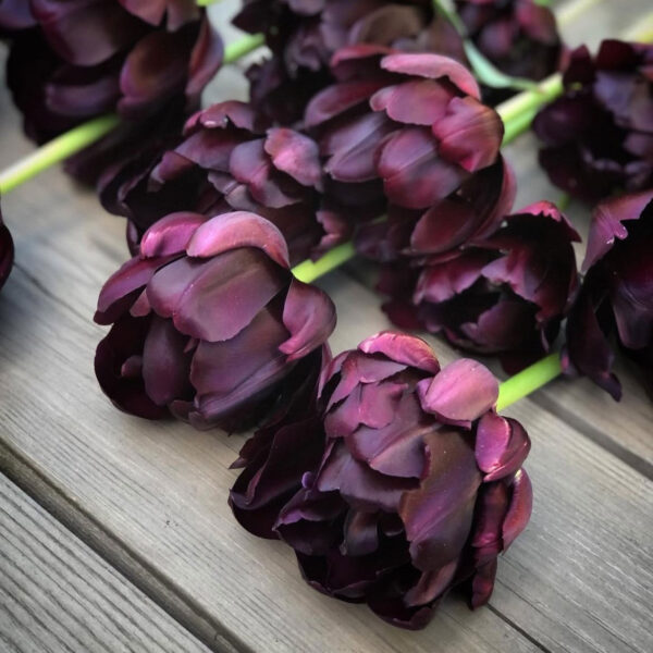 Tulipán ‘Black Hero’ / 6db - Image 3