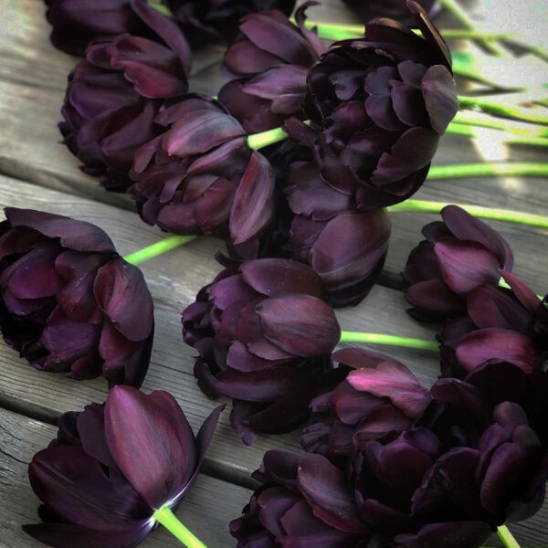 Tulipán ‘Black Hero’ / 6db - Image 4