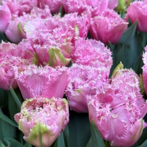 Tulipán ‘Cairns’ / 6db