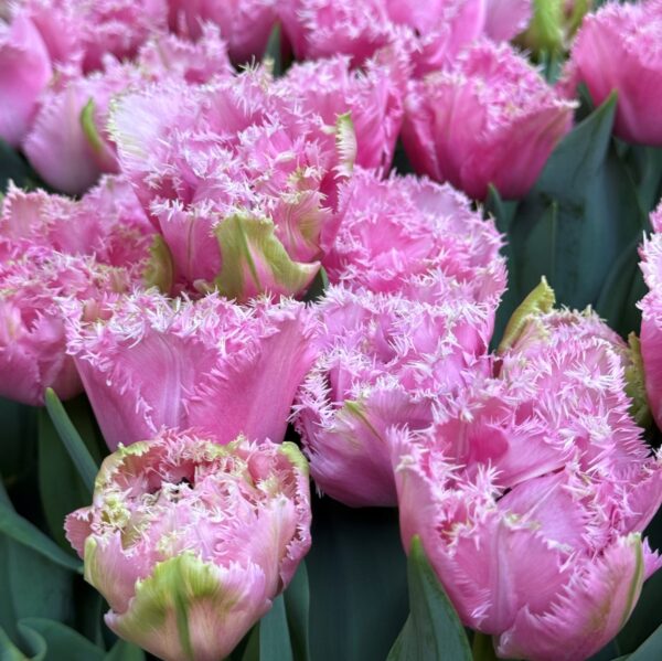 Tulipán ‘Cairns’ / 6db