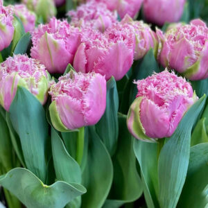 Főoldal 14 tulipan hagyma cairns 1