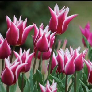 Tulipán ‘Claudia’ / 6db