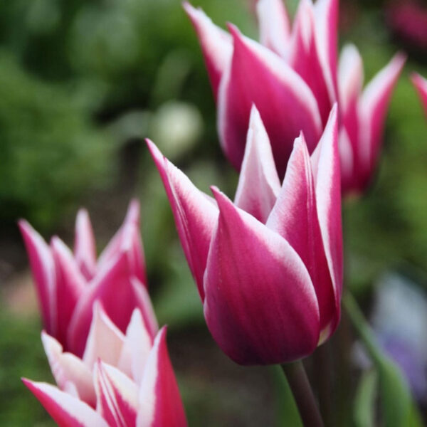 Tulipán ‘Claudia’ / 6db - Image 4