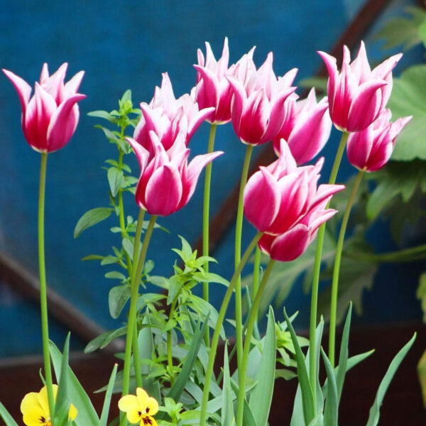 Tulipán ‘Claudia’ / 6db - Image 2
