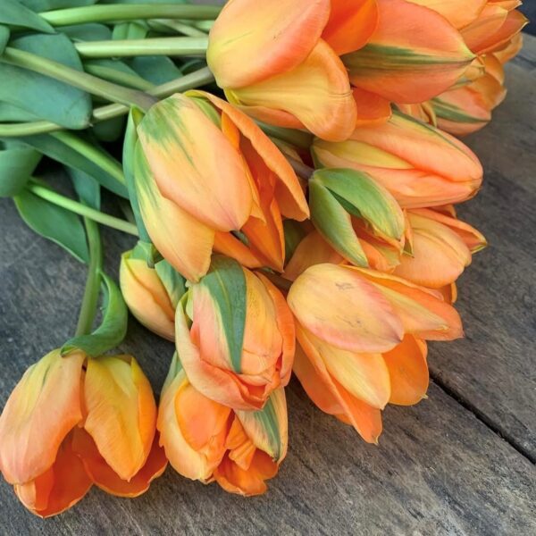 Tulipán ‘Disneyland Paris’ / 6db - Image 3