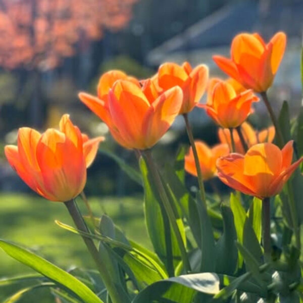 Tulipán ‘Disneyland Paris’ / 6db - Image 4