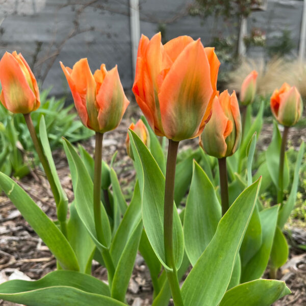 Tulipán ‘Disneyland Paris’ / 6db