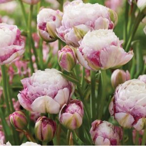 Tulipán ‘Double Surprise’ / 3db