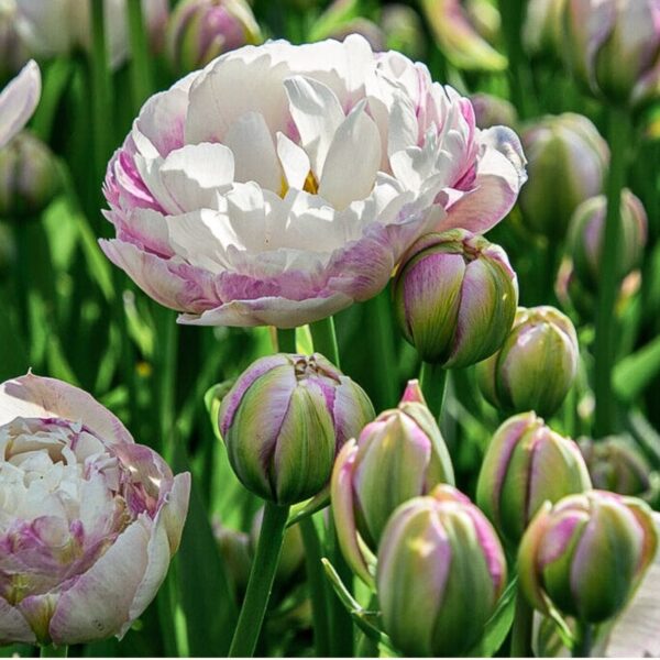 Tulipán ‘Double Surprise’ / 3db - Image 2