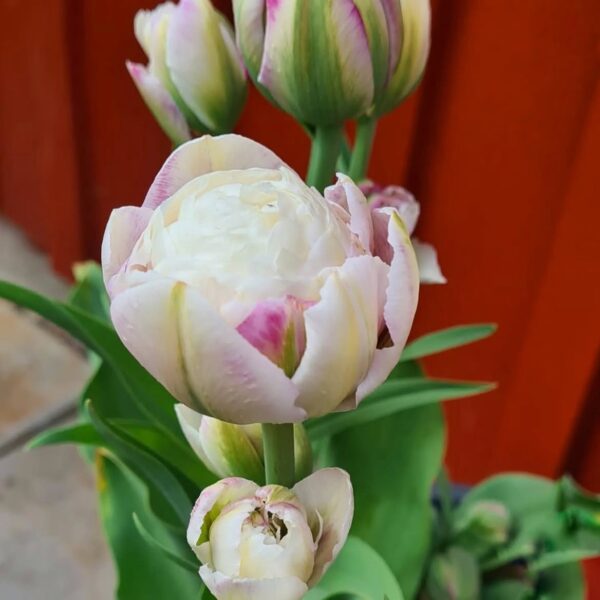 Tulipán ‘Double Surprise’ / 3db - Image 3
